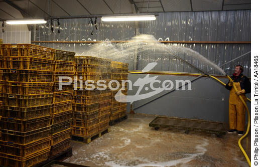 Les huîtres sont stockées en attendant les transporteurs. - © Philip Plisson / Plisson La Trinité / AA18465 - Nos reportages photos - Ostréiculteur
