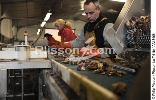 Les huîtres sont triées et calibrées. - © Philip Plisson / Plisson La Trinité / AA18466 - Nos reportages photos - L'ostréiculture