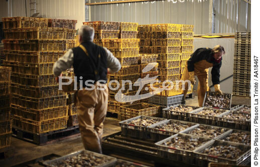 Stockage des huîtres au chantier ostriécole. - © Philip Plisson / Plisson La Trinité / AA18467 - Nos reportages photos - Ostréiculteur