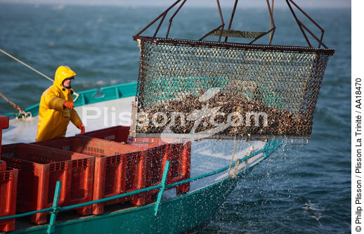Le dragage des huîtres en baie de Quiberon. - © Philip Plisson / Pêcheur d’Images / AA18470 - Nos reportages photos - L'ostréiculture