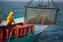Le dragage des huîtres en baie de Quiberon. © Philip Plisson / Plisson La Trinité / AA18470 - Nos reportages photos - Ostréiculteur