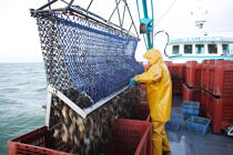 Les dragues déchargent jusqu'à 500 Kg d'huîtres. © Philip Plisson / Plisson La Trinité / AA18471 - Nos reportages photos - Ostréiculteur