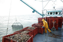 Dredgers unload up to 500 kg of oysters. © Philip Plisson / Plisson La Trinité / AA18472 - Photo Galleries - Quiberon bay [The]