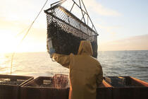 Dredgers unload up to 500 kg of oysters. © Philip Plisson / Plisson La Trinité / AA18473 - Photo Galleries - Quiberon bay [The]