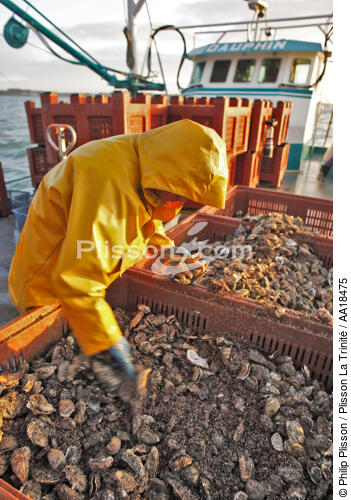 Un premier tri afin de retirer les prédateurs des huîtres, comme les étoiles de mer. - © Philip Plisson / Plisson La Trinité / AA18475 - Nos reportages photos - Quiberon [Baie de]
