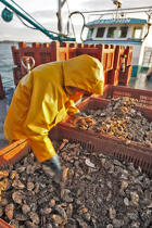 Un premier tri afin de retirer les prédateurs des huîtres, comme les étoiles de mer. © Philip Plisson / Plisson La Trinité / AA18475 - Nos reportages photos - Quiberon [Baie de]