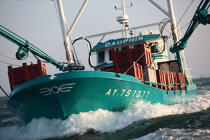 25 noeuds de vent. La barge est chahutée par la houle. © Philip Plisson / Plisson La Trinité / AA18478 - Nos reportages photos - L'ostréiculture
