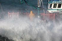 25 knots of wind. The barge on the swell. © Philip Plisson / Plisson La Trinité / AA18480 - Photo Galleries - Oyster Farming