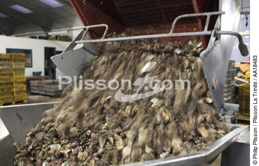 Déchargement des huîtres. - © Philip Plisson / Plisson La Trinité / AA18483 - Nos reportages photos - Faune