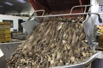 Déchargement des huîtres. © Philip Plisson / Plisson La Trinité / AA18483 - Nos reportages photos - Chantier ostréicole