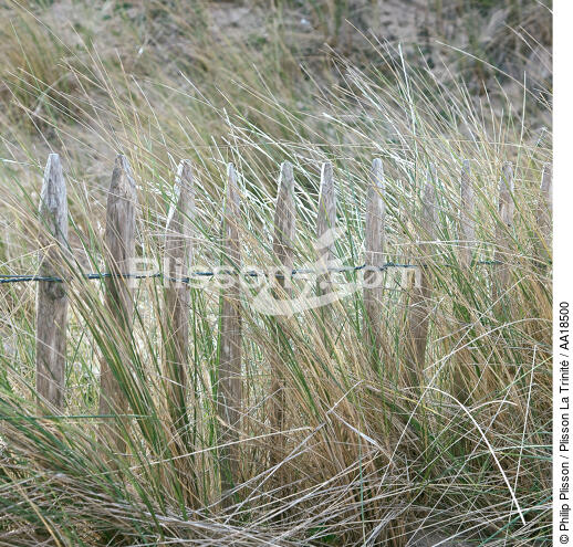Dans les dunes du Cotentin. - © Philip Plisson / Plisson La Trinité / AA18500 - Nos reportages photos - Dune