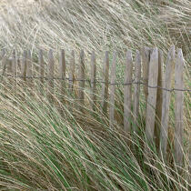 Dans les dunes du Cotentin. © Philip Plisson / Plisson La Trinité / AA18502 - Nos reportages photos - Format carré