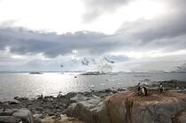 Port Lockroy en Antarctique. © Philip Plisson / Plisson La Trinité / AA18616 - Nos reportages photos - Faune