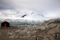 Port Lockroy en Antarctique. © Philip Plisson / Plisson La Trinité / AA18617 - Nos reportages photos - Oiseau marin
