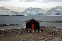 Port Lockroy en Antarctique. © Philip Plisson / Plisson La Trinité / AA18623 - Nos reportages photos - Faune