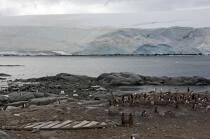 Manchot Papou à Port Lockroy en Antarctique. © Philip Plisson / Plisson La Trinité / AA18626 - Nos reportages photos - Faune