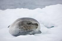 Leopard seal © Philip Plisson / Plisson La Trinité / AA18635 - Photo Galleries - Fauna and Flora