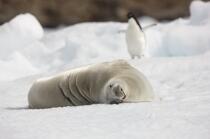 Phoque en Antarctique. © Philip Plisson / Plisson La Trinité / AA18637 - Nos reportages photos - Faune