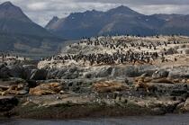 Seals and penguins in Antarctica. © Philip Plisson / Plisson La Trinité / AA18638 - Photo Galleries - Fauna and Flora