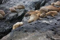Seals in Antarctica. © Philip Plisson / Plisson La Trinité / AA18639 - Photo Galleries - Fauna and Flora