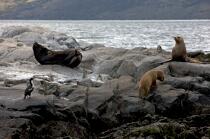 Phoques en Antarctique. © Philip Plisson / Plisson La Trinité / AA18641 - Nos reportages photos - Faune