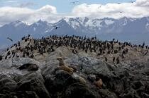 Seals and penguins in Antarctica. © Philip Plisson / Plisson La Trinité / AA18643 - Photo Galleries - Fauna and Flora