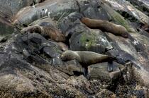 Seals in Antarctica. © Philip Plisson / Plisson La Trinité / AA18645 - Photo Galleries - Fauna and Flora