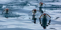 Papou penguins. © Philip Plisson / Plisson La Trinité / AA18651 - Photo Galleries - 16/9 horizontal