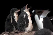Young Papou penguins. © Philip Plisson / Plisson La Trinité / AA18655 - Photo Galleries - Fauna and Flora