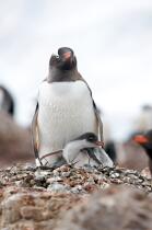 Papou penguins. © Philip Plisson / Plisson La Trinité / AA18658 - Photo Galleries - Fauna and Flora