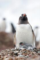 Papou penguins. © Philip Plisson / Plisson La Trinité / AA18659 - Photo Galleries - Fauna and Flora