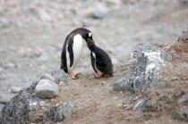 Papou penguins. © Philip Plisson / Plisson La Trinité / AA18662 - Photo Galleries - Fauna