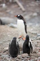 Papou penguins. © Philip Plisson / Plisson La Trinité / AA18664 - Photo Galleries - Fauna and Flora