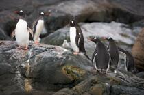 Papou penguins. © Philip Plisson / Plisson La Trinité / AA18669 - Photo Galleries - Fauna