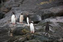 Papou penguins. © Philip Plisson / Plisson La Trinité / AA18670 - Photo Galleries - Fauna