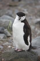 Jugular penguins. © Philip Plisson / Plisson La Trinité / AA18671 - Photo Galleries - Fauna