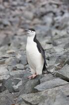 Jugular penguins. © Philip Plisson / Plisson La Trinité / AA18672 - Photo Galleries - Fauna