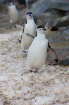 Jugular penguins. © Philip Plisson / Plisson La Trinité / AA18673 - Photo Galleries - Fauna