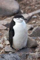 Jugular penguins. © Philip Plisson / Plisson La Trinité / AA18677 - Photo Galleries - Fauna
