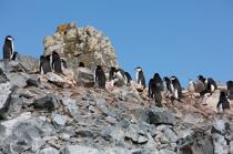 Colony of jugular penguins in Antarctica. © Philip Plisson / Plisson La Trinité / AA18679 - Photo Galleries - Fauna