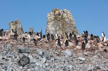 Colony of jugular penguins in Antarctica. © Philip Plisson / Plisson La Trinité / AA18680 - Photo Galleries - Fauna