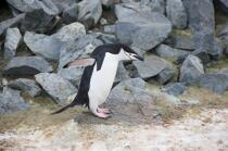 Jugular penguins in Antarctica. © Philip Plisson / Plisson La Trinité / AA18684 - Photo Galleries - Fauna