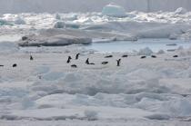 Adelie penguins in Antarctica. © Philip Plisson / Plisson La Trinité / AA18685 - Photo Galleries - Fauna