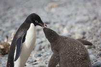 Adelie penguin in Antarctica. © Philip Plisson / Plisson La Trinité / AA18686 - Photo Galleries - Fauna