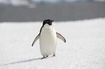 Adelie penguin in Antarctica. © Philip Plisson / Plisson La Trinité / AA18687 - Photo Galleries - Fauna