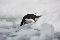 Adelie penguin in Antarctica. © Philip Plisson / Plisson La Trinité / AA18688 - Photo Galleries - Fauna