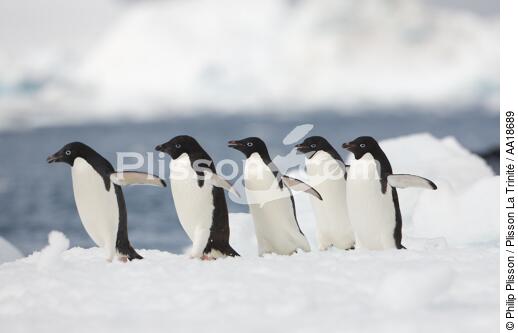 Adelie penguins in Antarctica. - © Philip Plisson / Plisson La Trinité / AA18689 - Photo Galleries - Antarctica