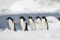 Adelie penguins in Antarctica. © Philip Plisson / Plisson La Trinité / AA18689 - Photo Galleries - Fauna and Flora