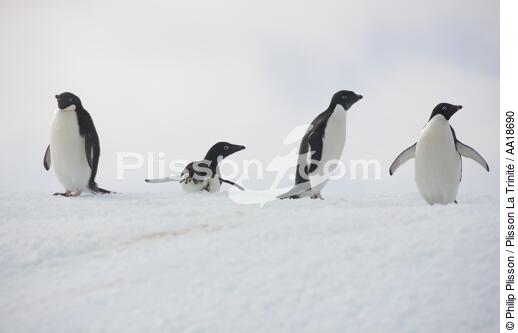 Manchots Adelie en Antarctique. - © Philip Plisson / Plisson La Trinité / AA18690 - Nos reportages photos - Oiseau marin