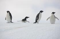 Adelie penguins in Antarctica. © Philip Plisson / Plisson La Trinité / AA18690 - Photo Galleries - Fauna and Flora